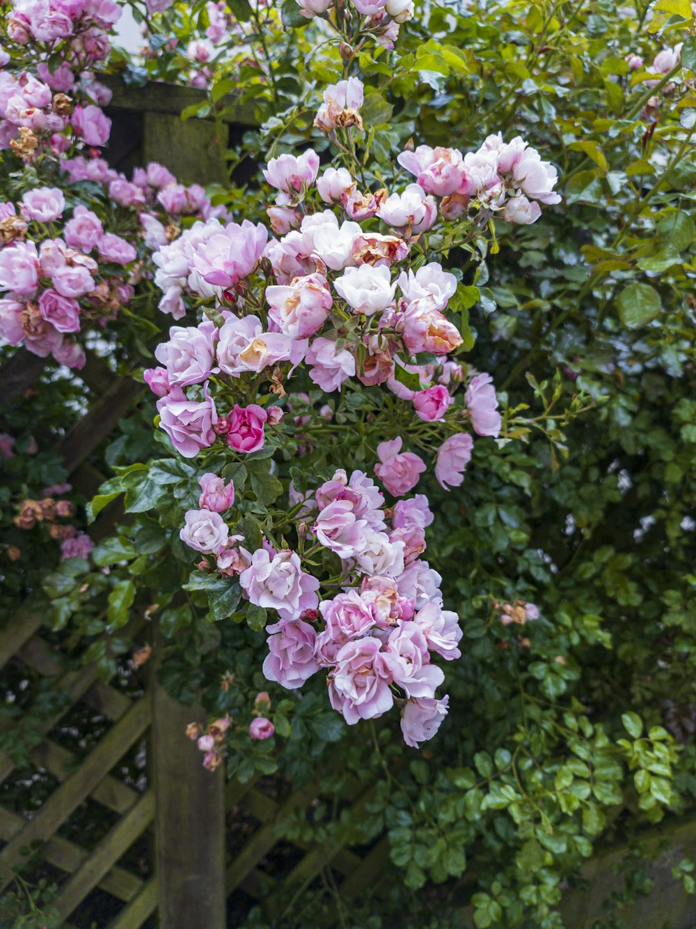 a bunch of pink flowers hanging from a tree