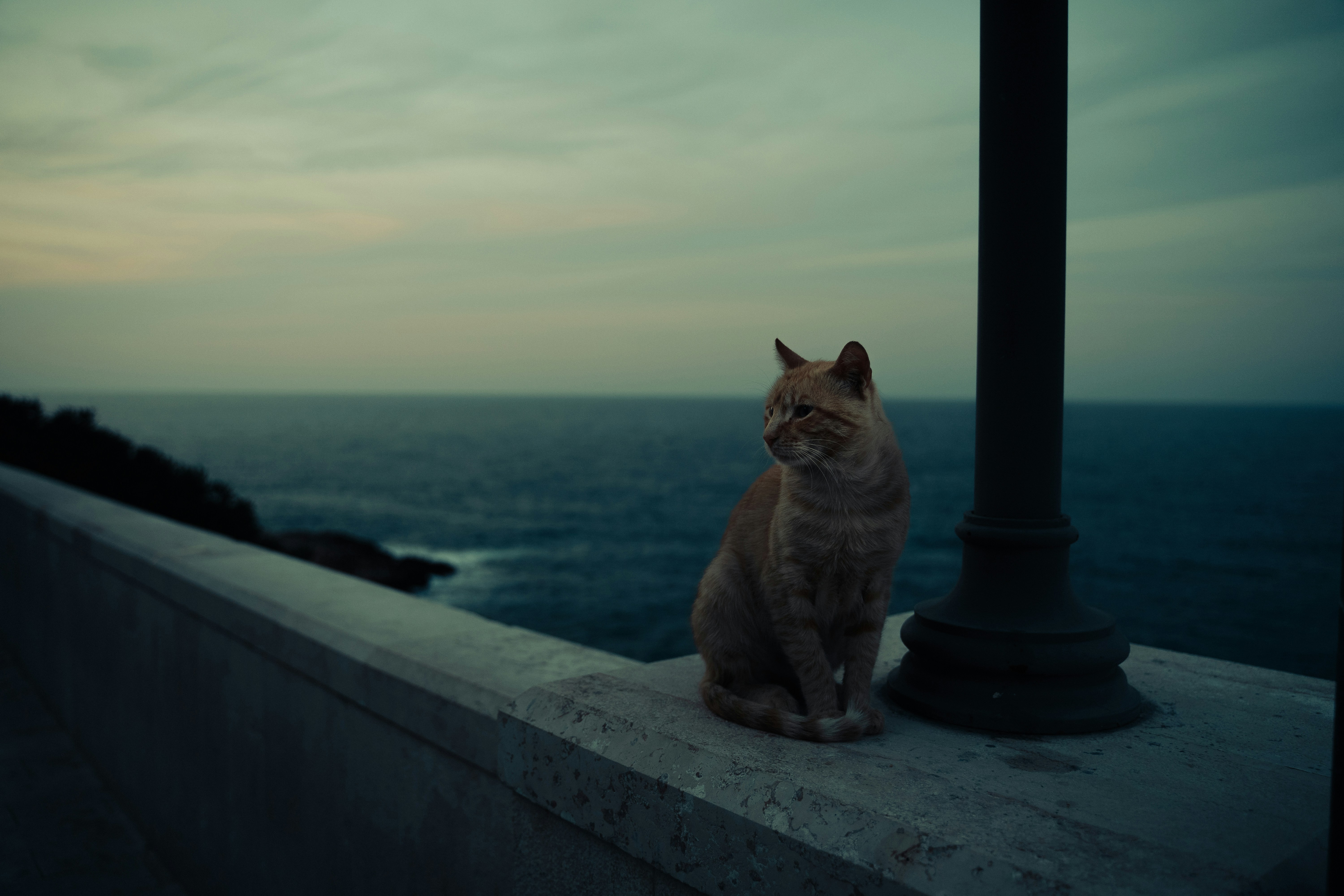 a cat sitting on a ledge near the ocean