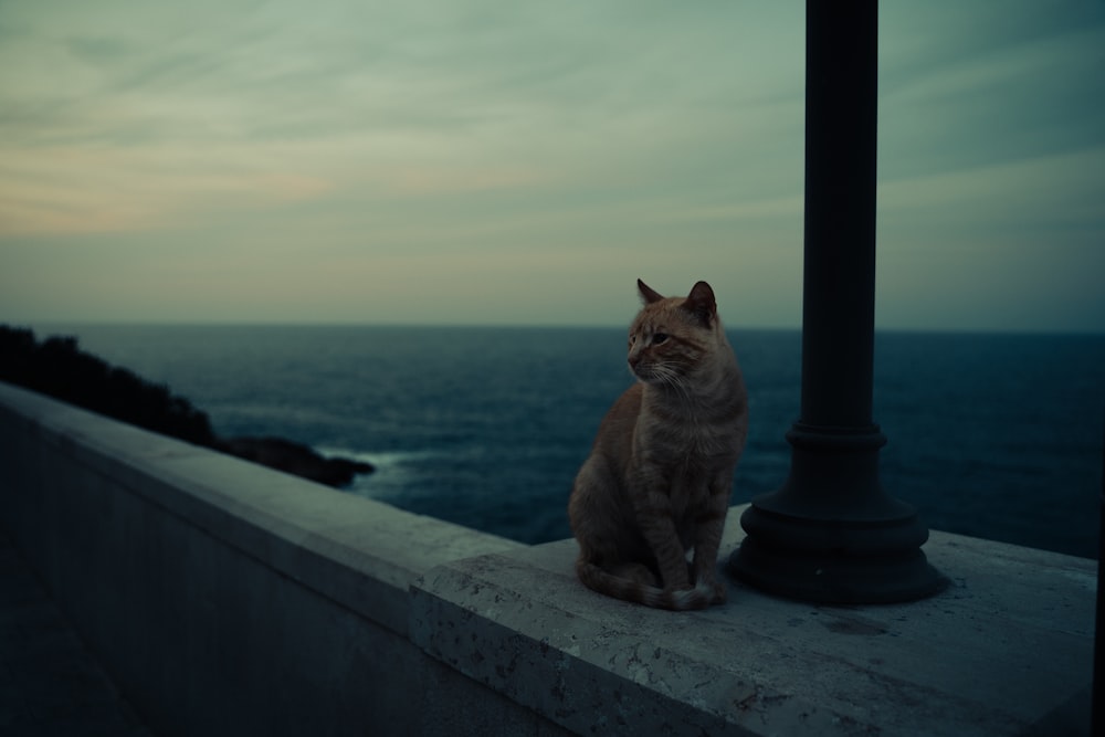 a cat sitting on a ledge near the ocean