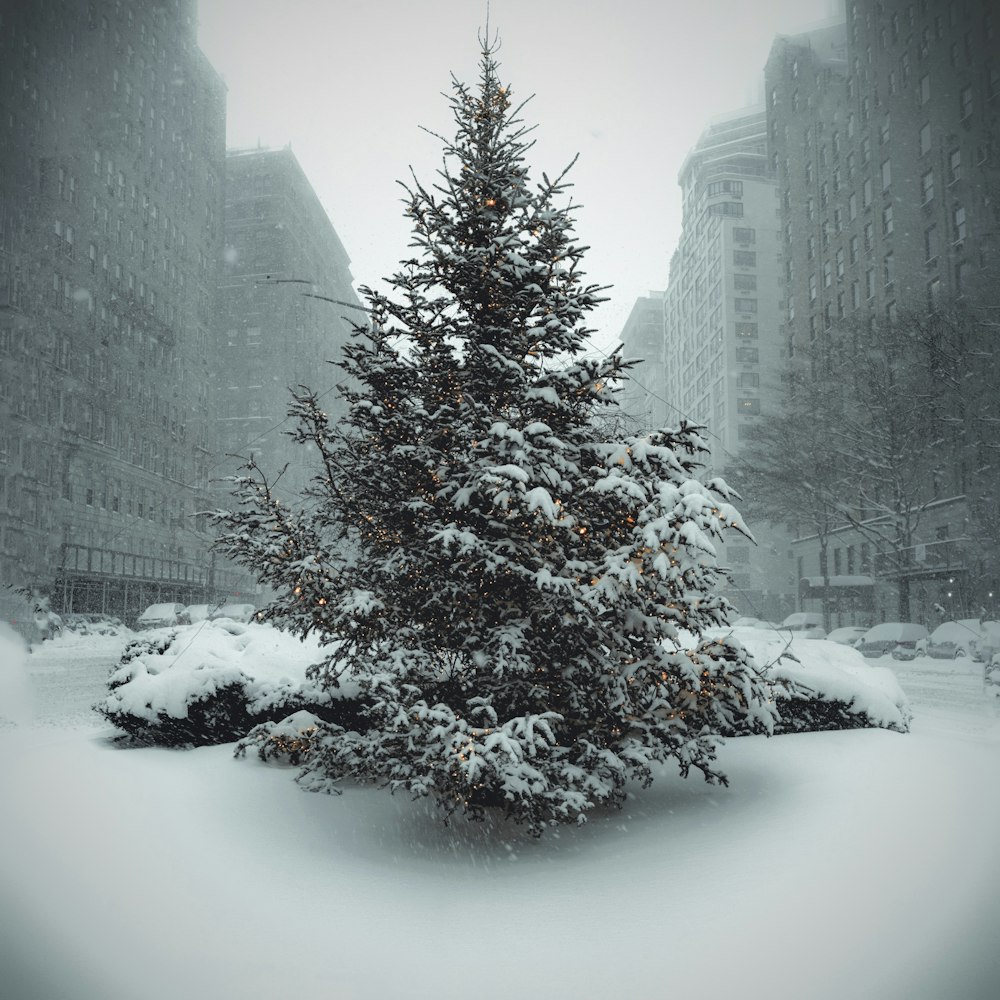 a snow covered tree in the middle of a city