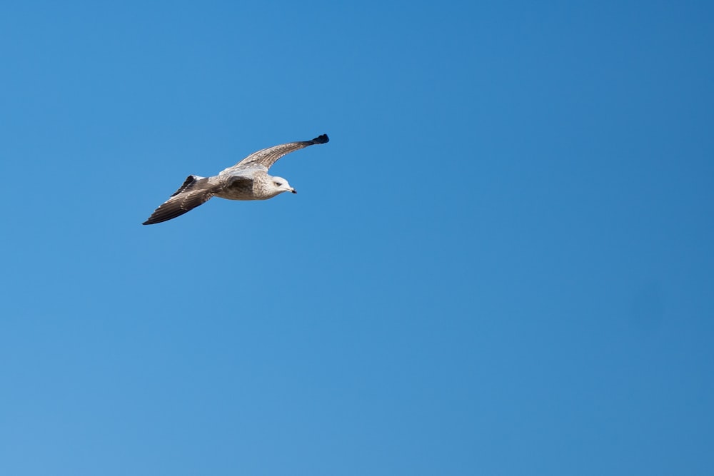 a seagull flying in a clear blue sky