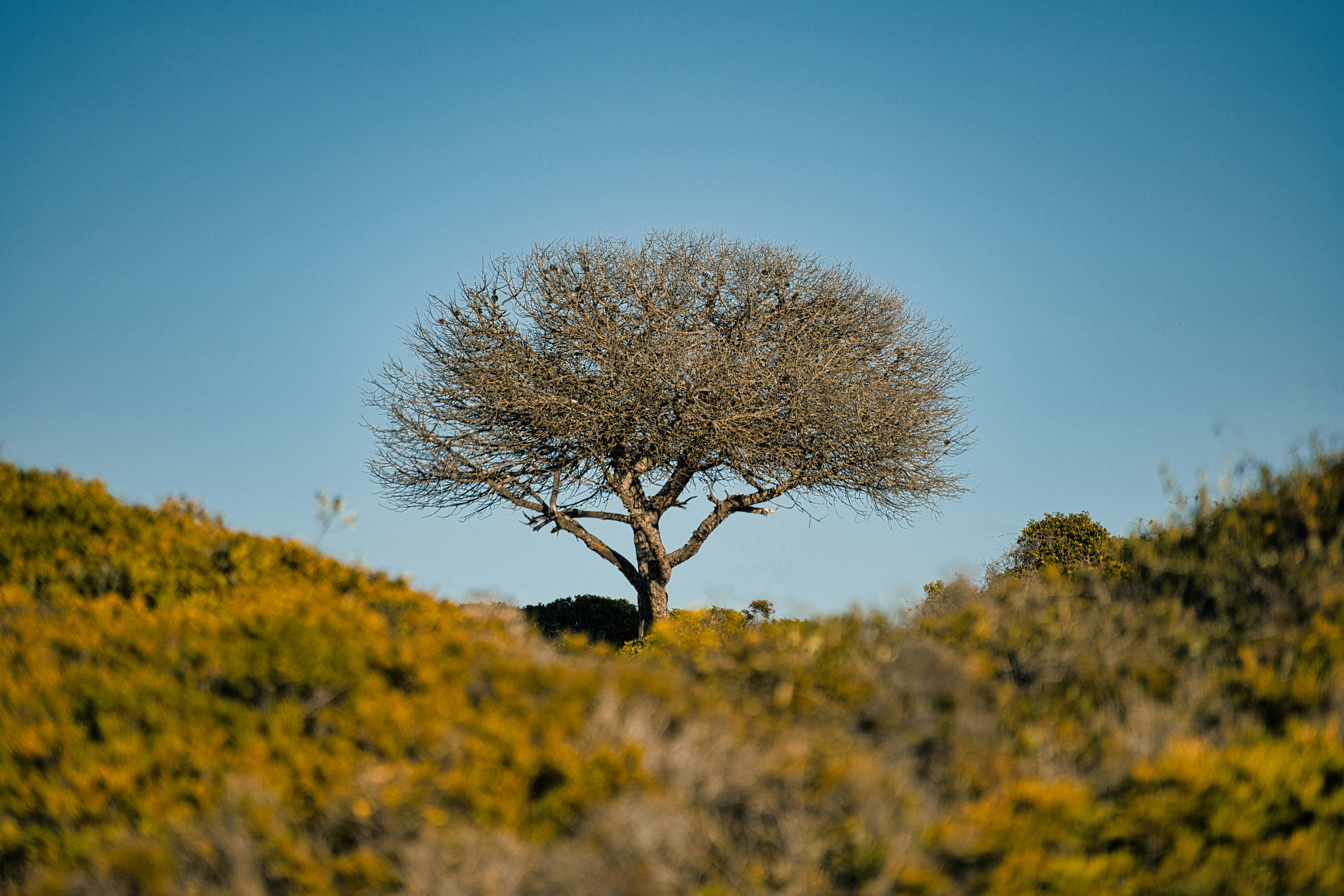 a lone tree in the middle of a grassy field