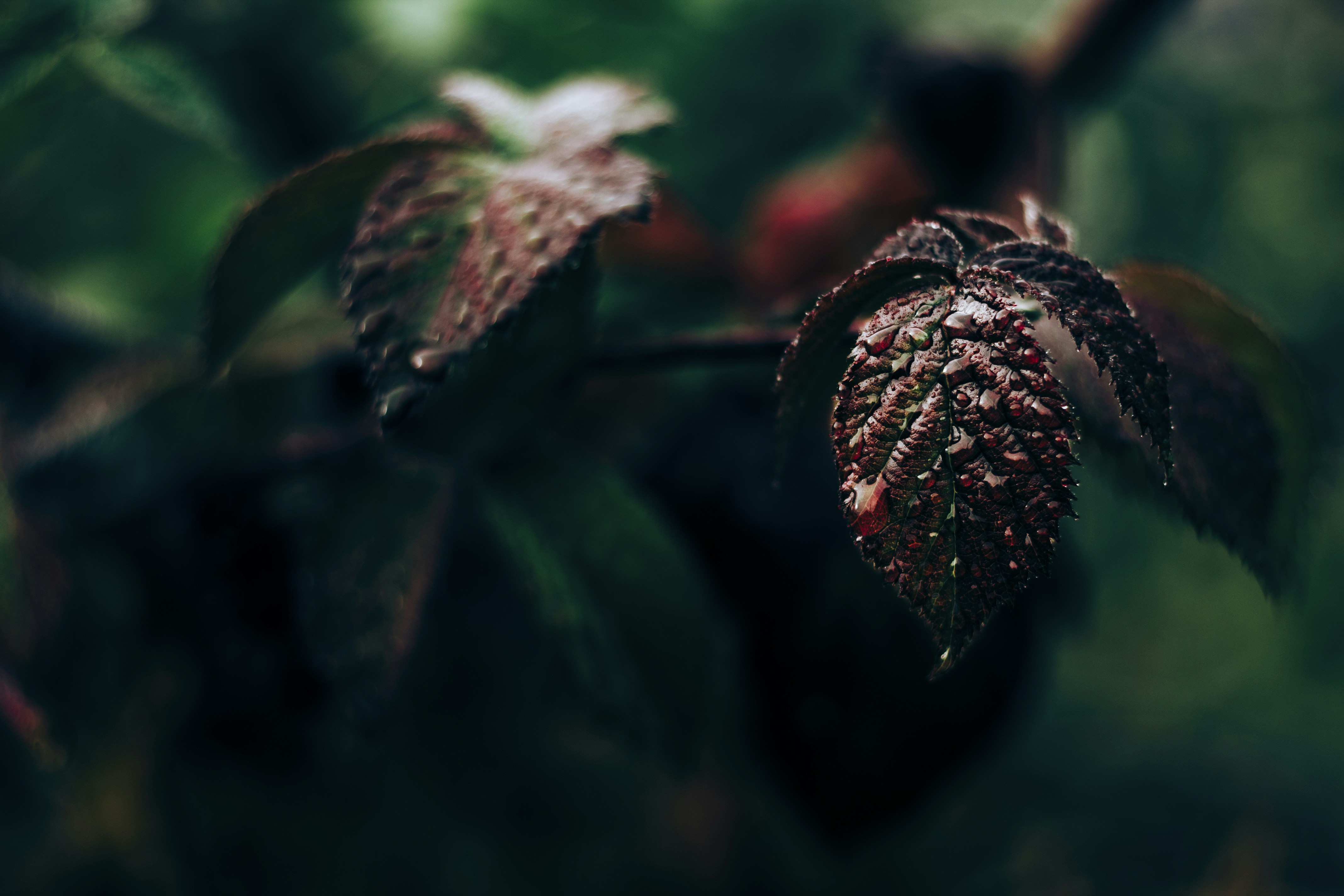 Photo by mr_papricka