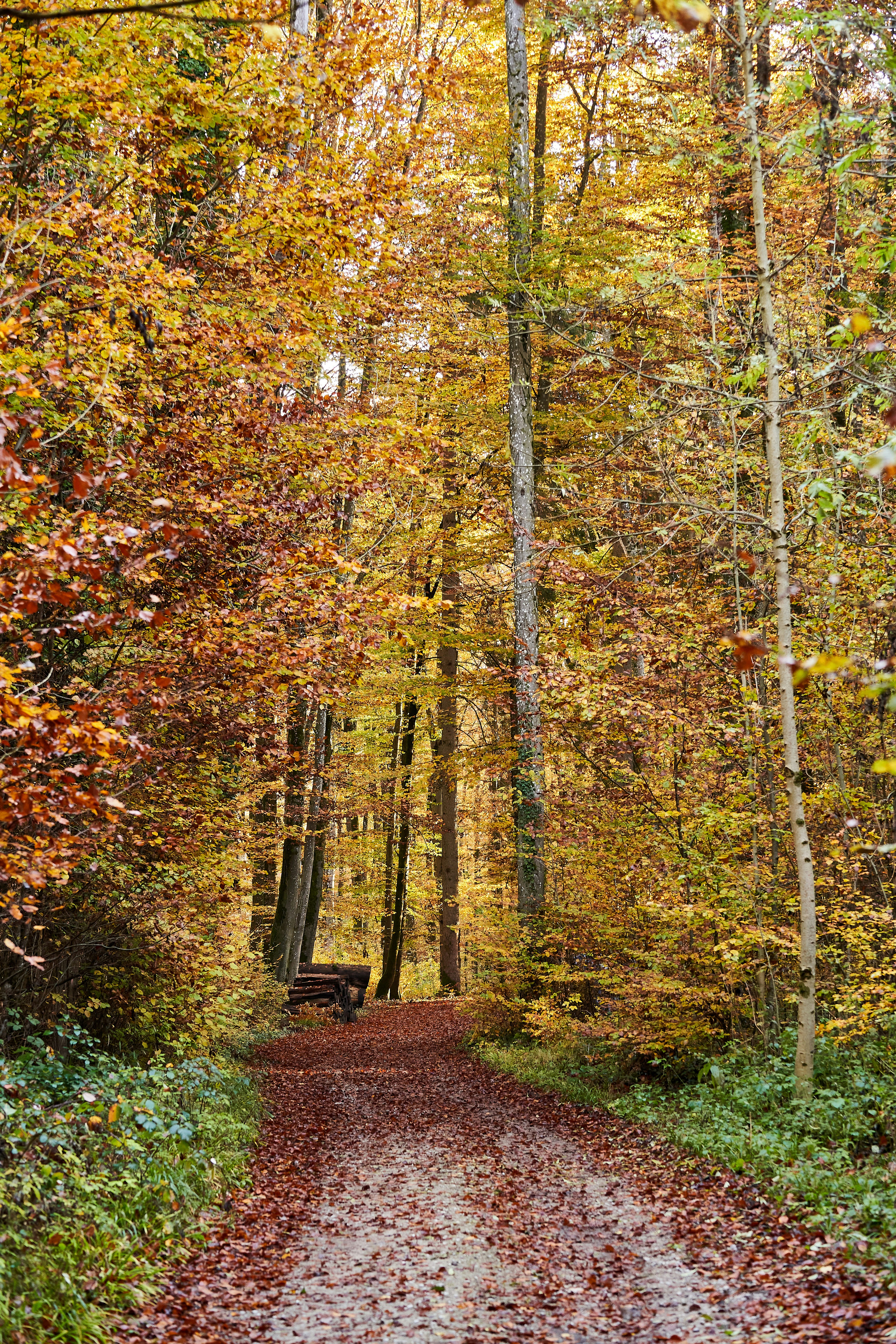 Photo by wolfgang_hasselmann