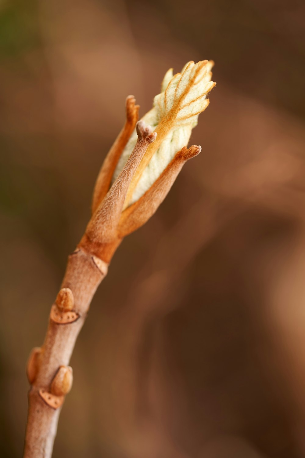 a close up of a plant with a brown stem