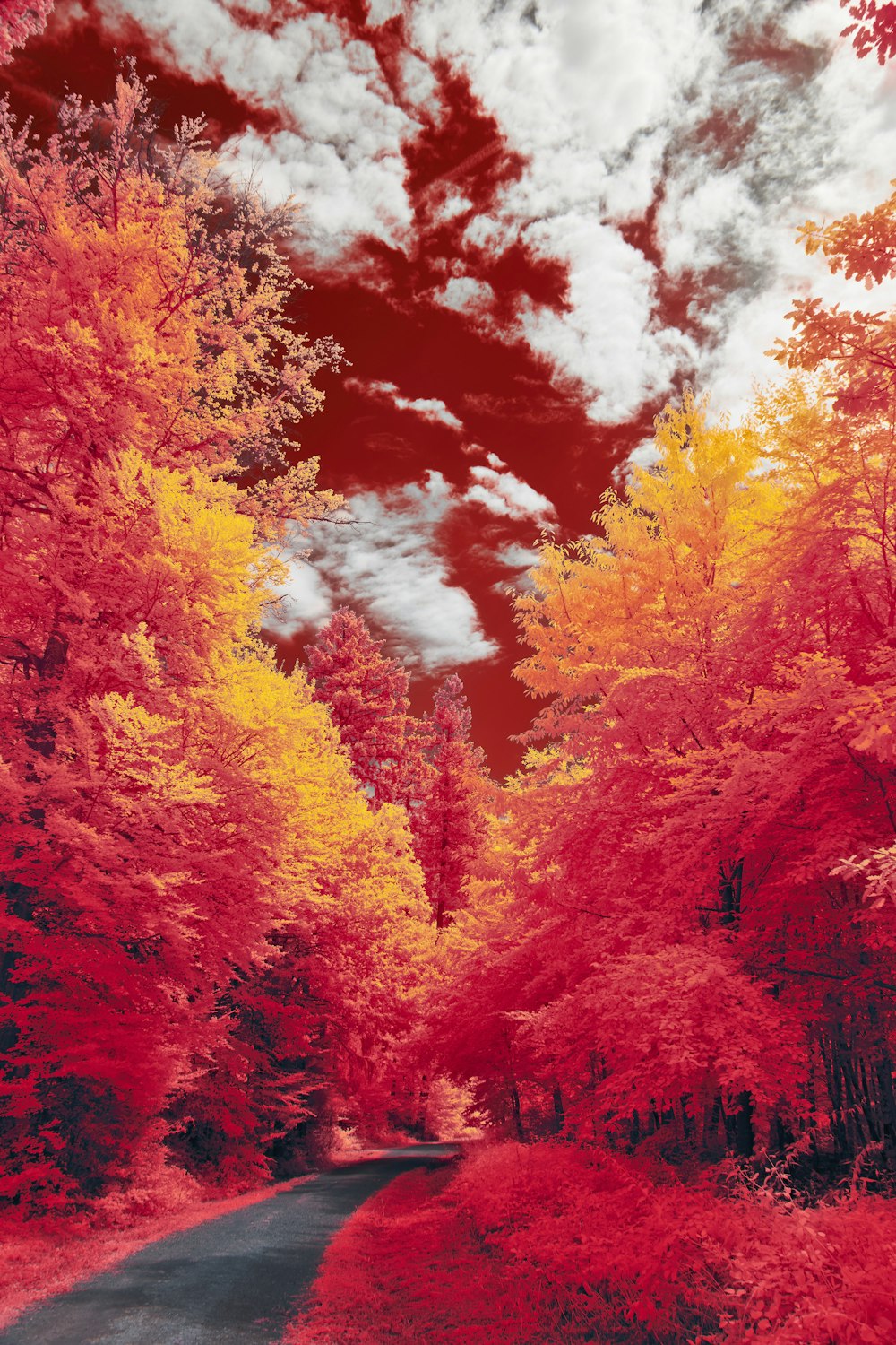 a road surrounded by trees with red and yellow leaves