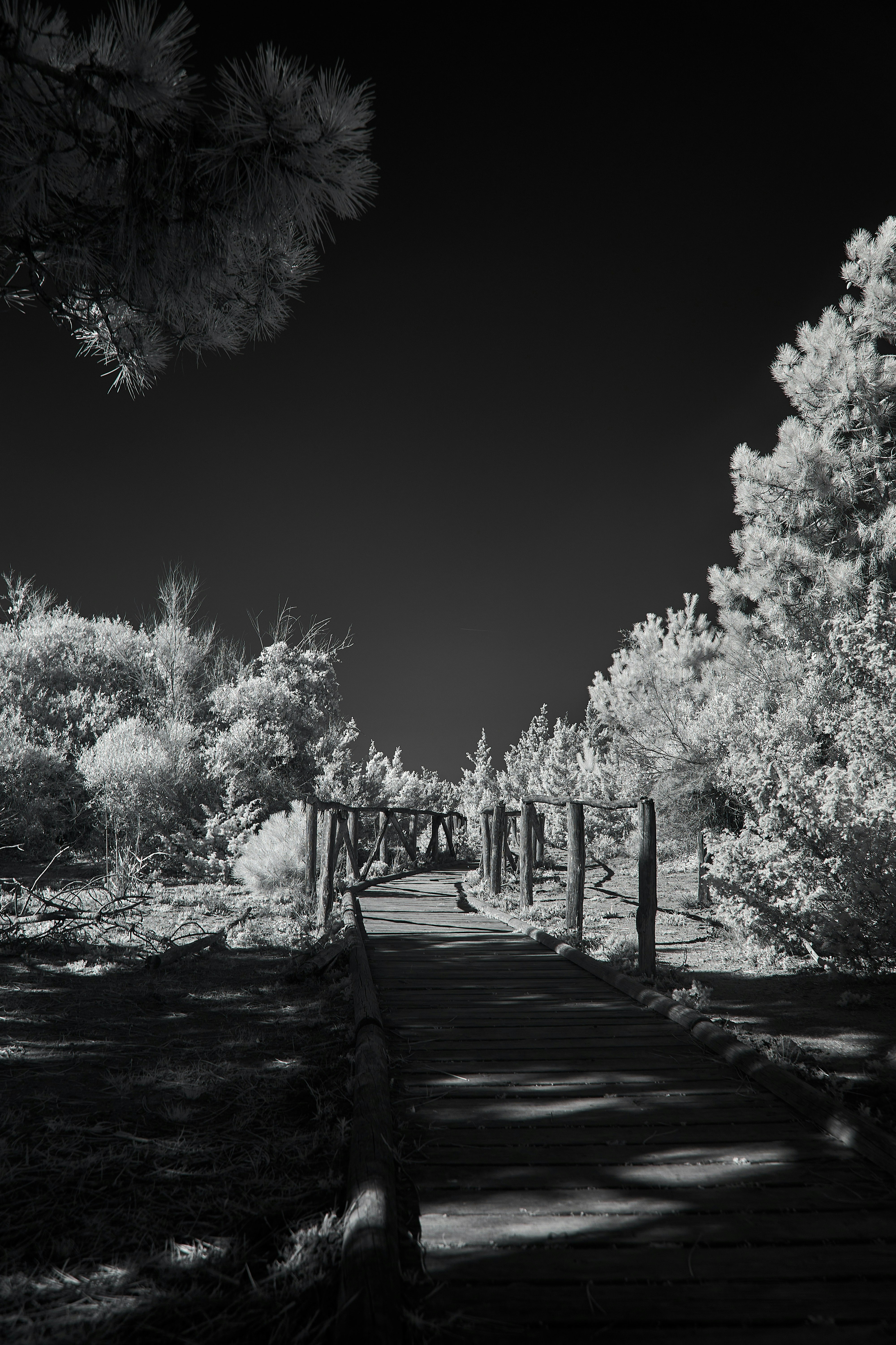 Photo by wolfgang_hasselmann