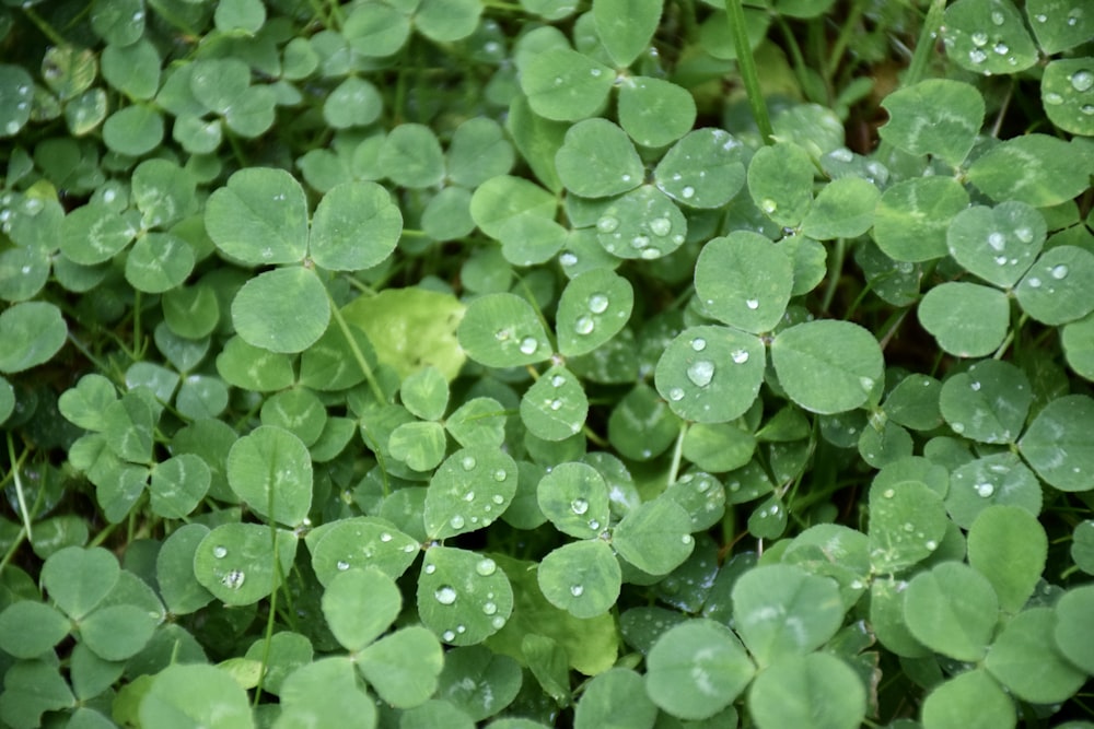 a bunch of green leaves with water droplets on them