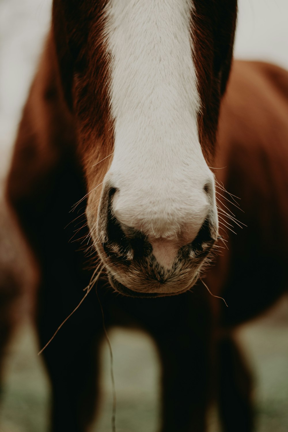 a close up of a brown and white horse