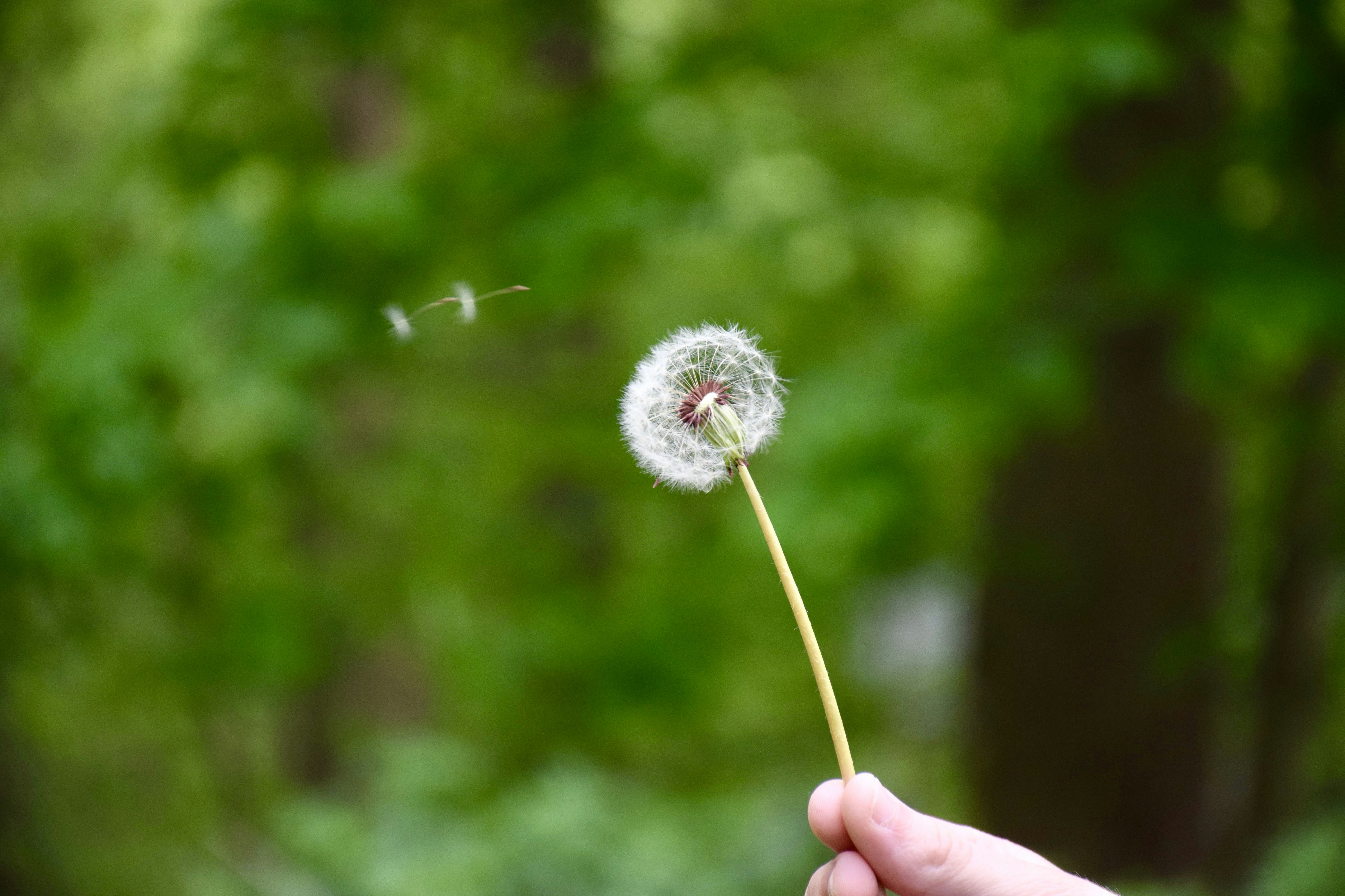 タンポポを手に持っている人
