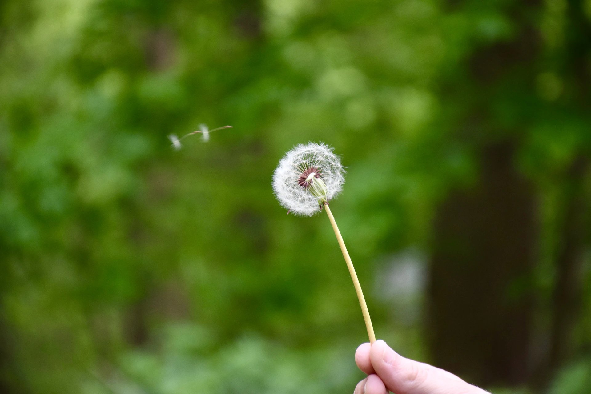 a person holding a dandelion in their hand