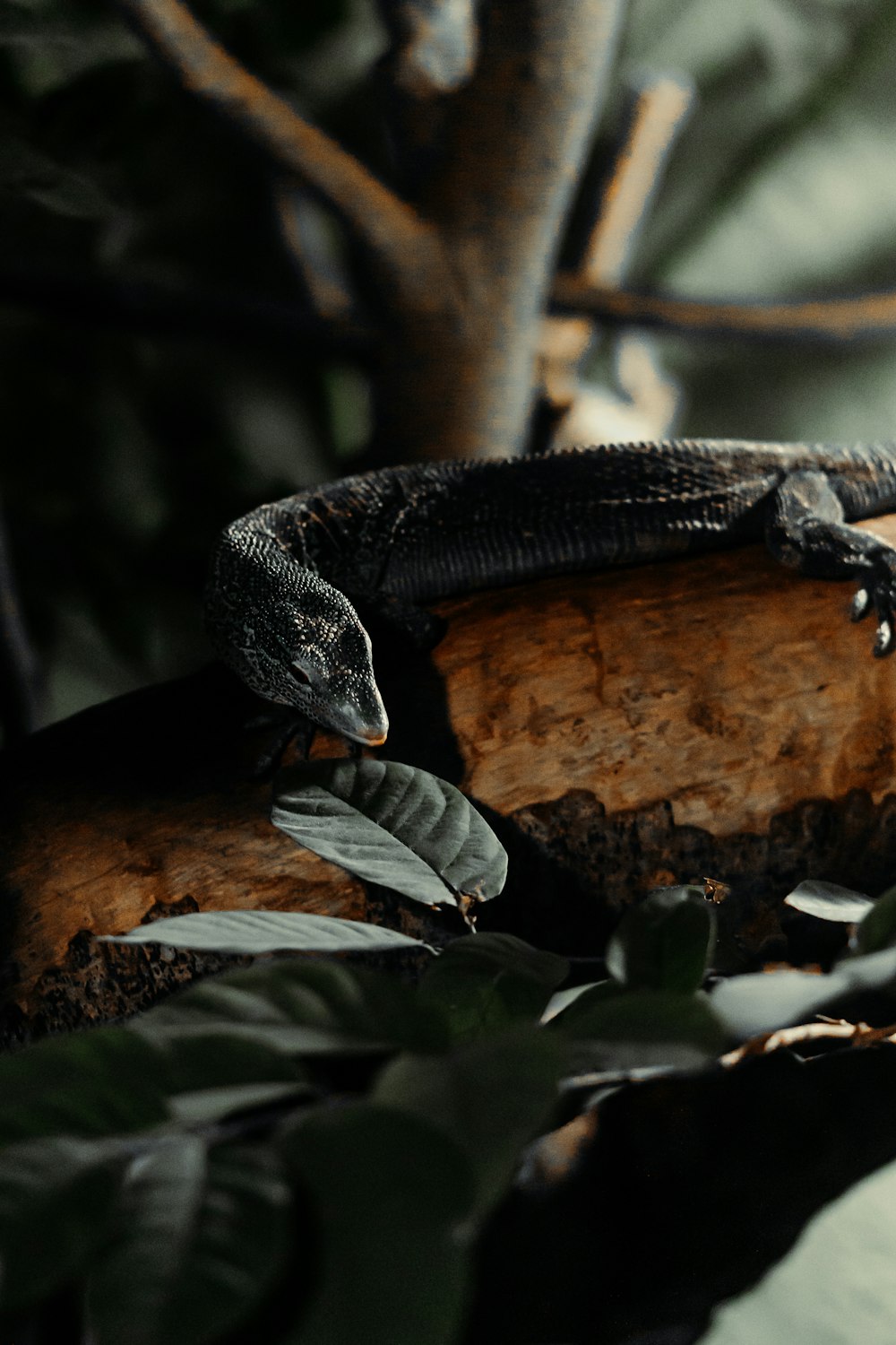 a lizard sitting on top of a tree branch