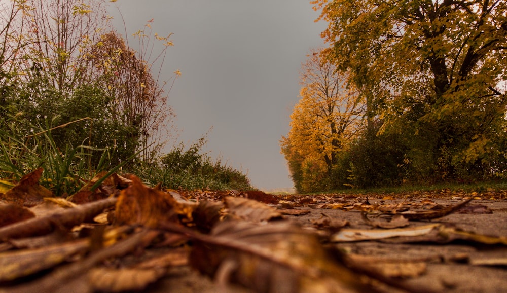 Un camino con hojas en el suelo y árboles al fondo