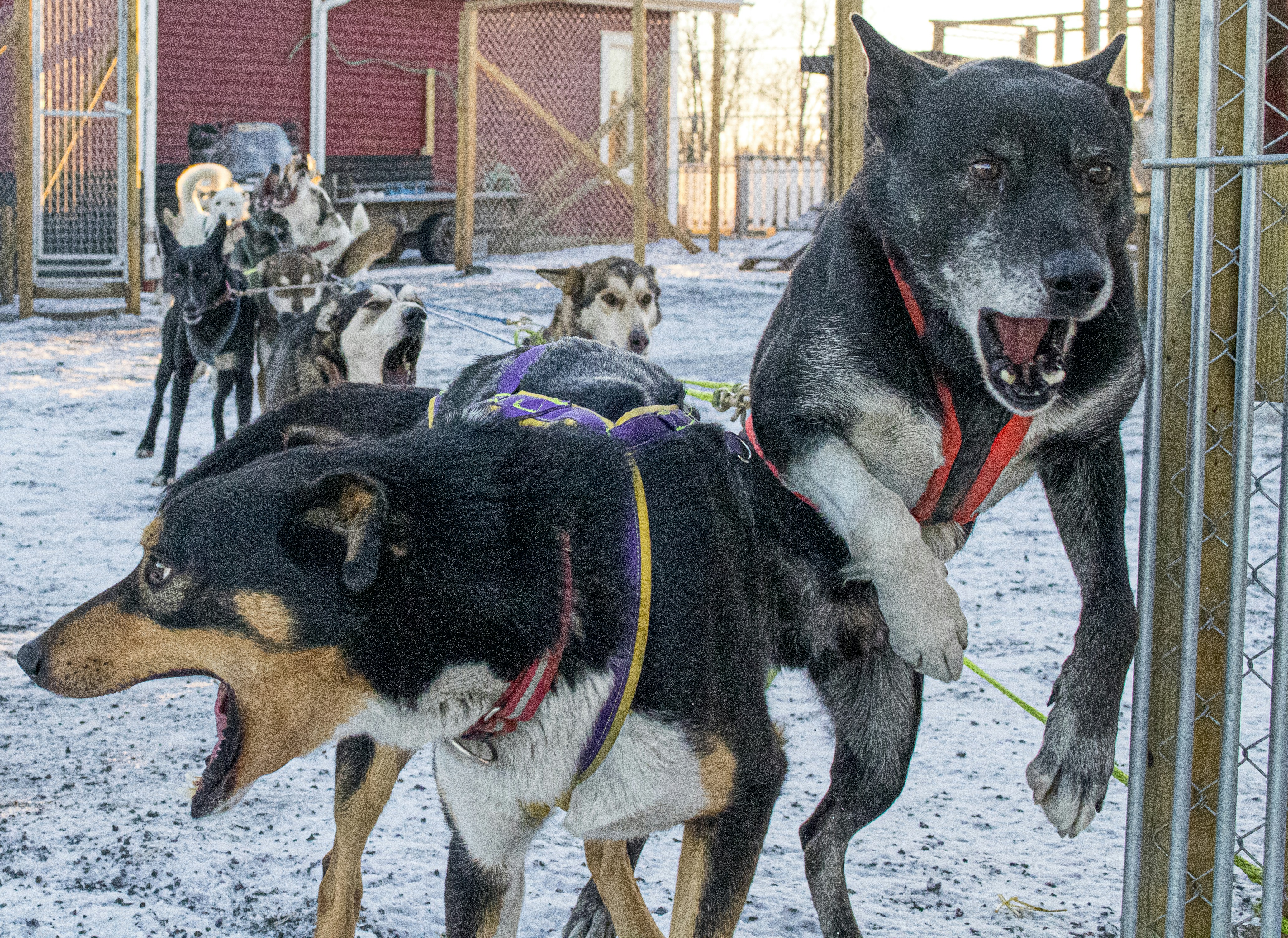 A group of dogs that are standing in the snow photo – Free Husky Image ...