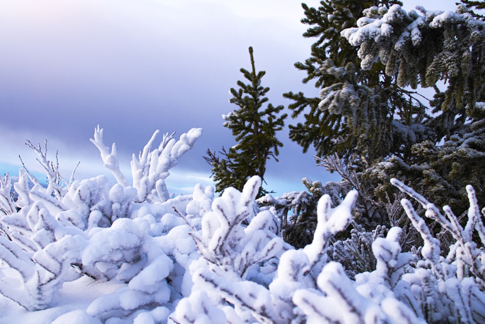 a bunch of trees covered in snow on a cloudy day