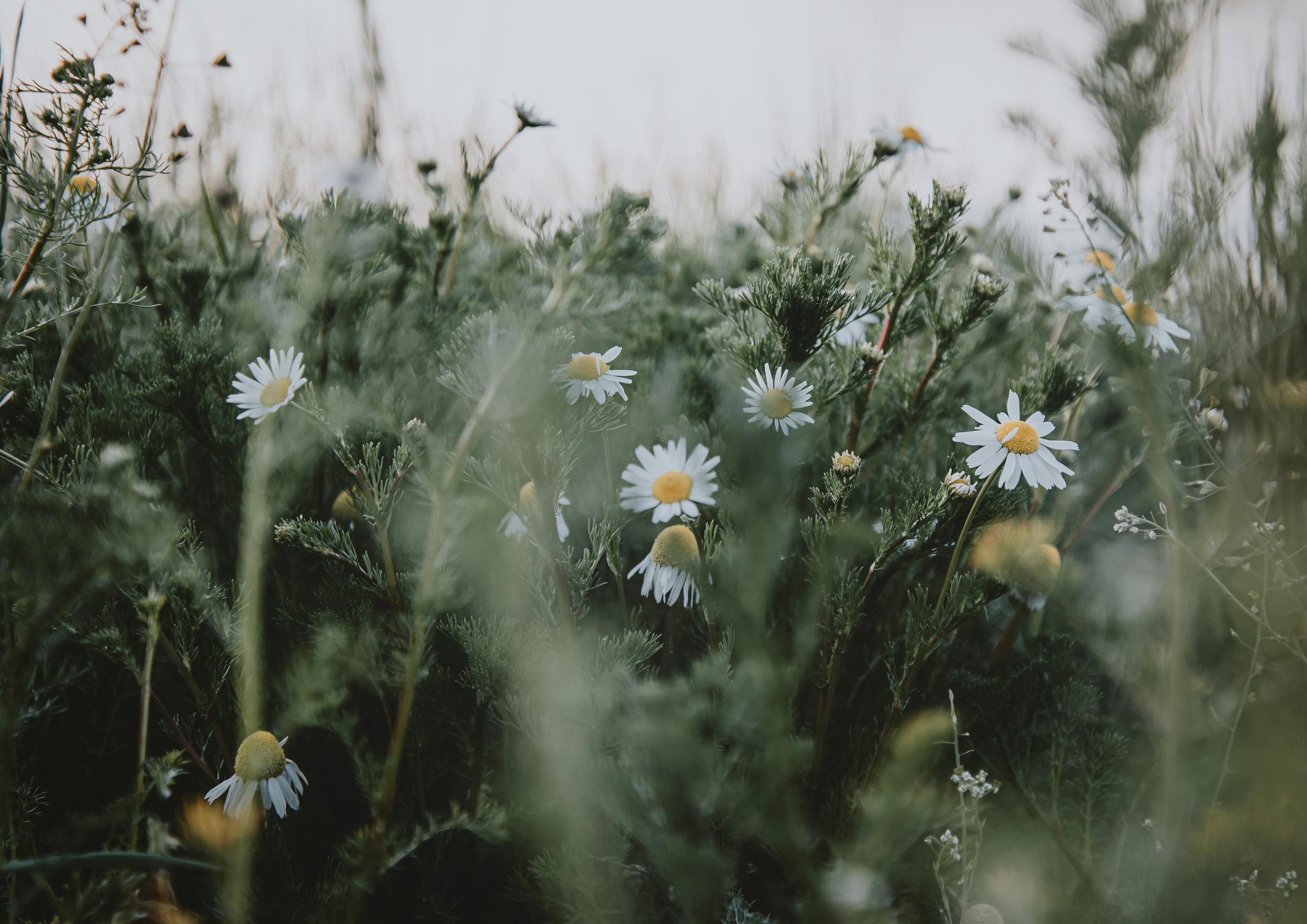 A bunch of daisies in a field of grass photo – Free Phone wallpaper Image  on Unsplash, image size:3000x2121