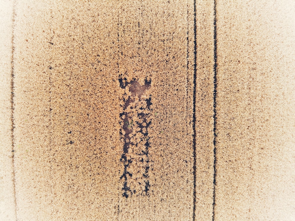 a picture of a giraffe on the sand