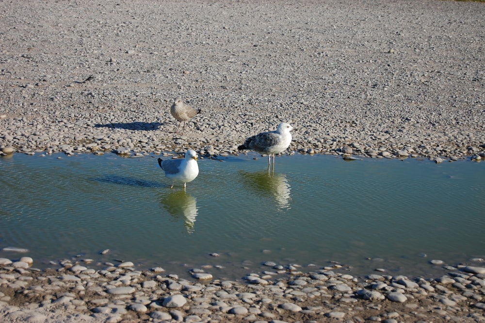 a couple of birds standing on top of a puddle of water