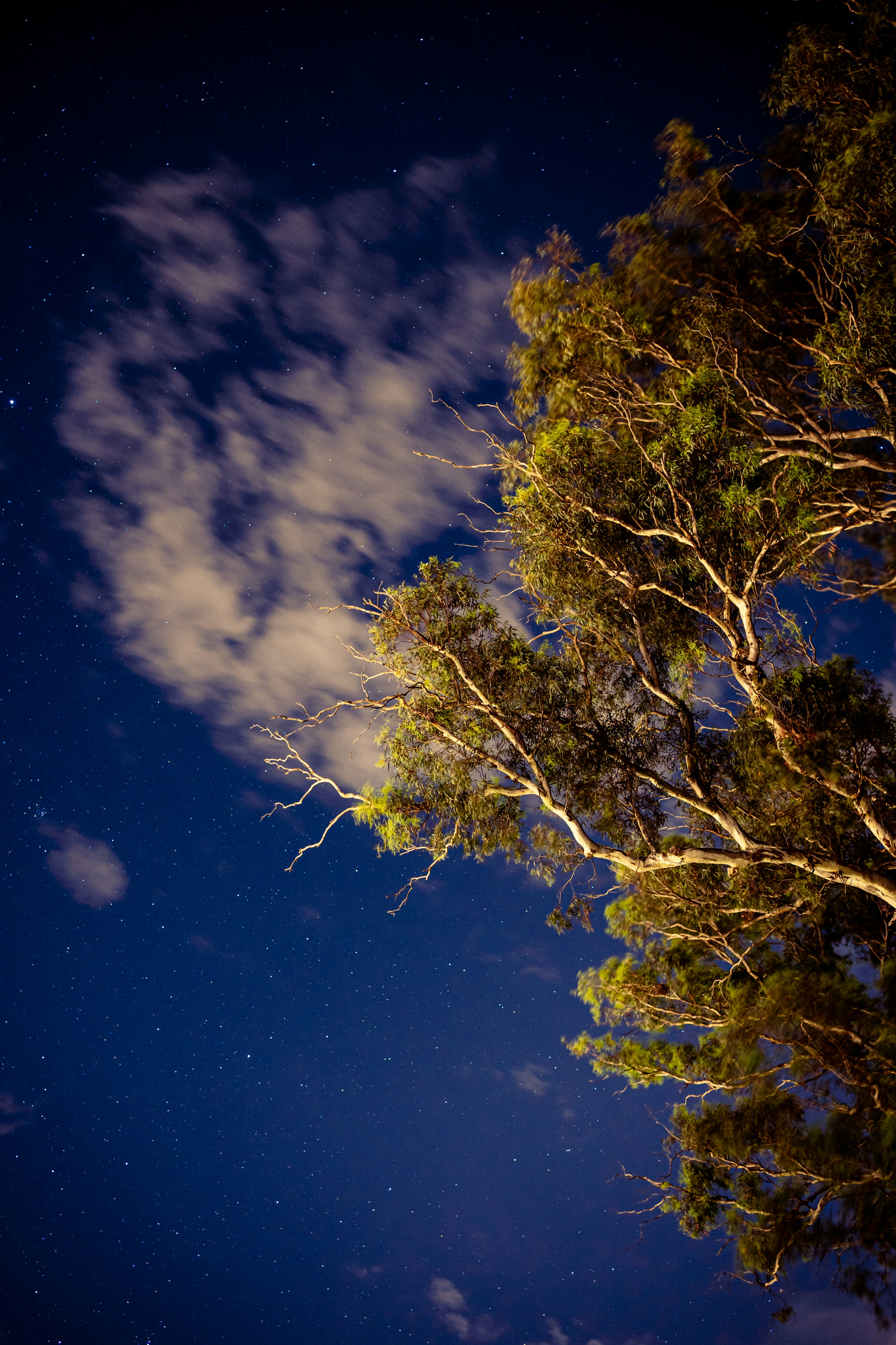 the night sky with stars and clouds and trees