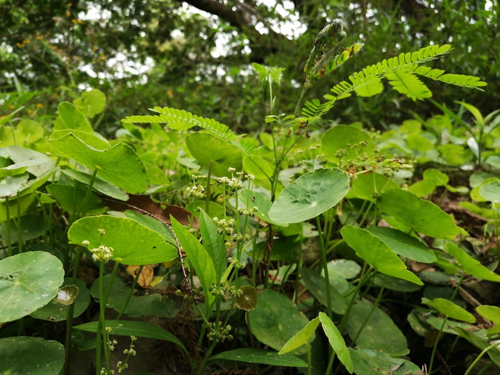 a lush green forest filled with lots of leaves