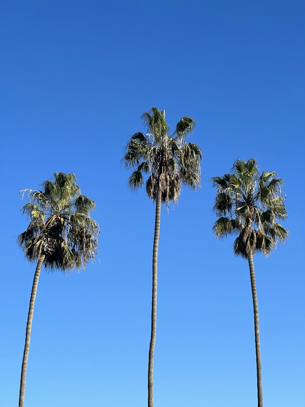 a row of palm trees against a blue sky