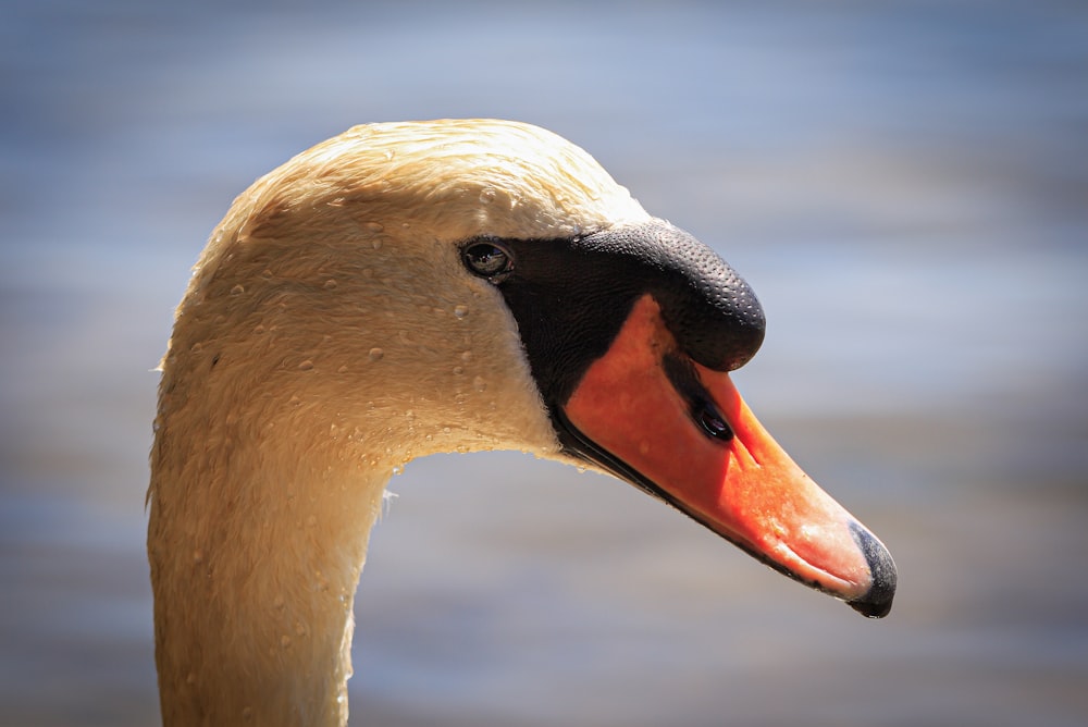 a close up of a swan's head with water in the background