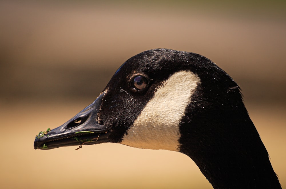 a close up of a duck with a plant in its beak