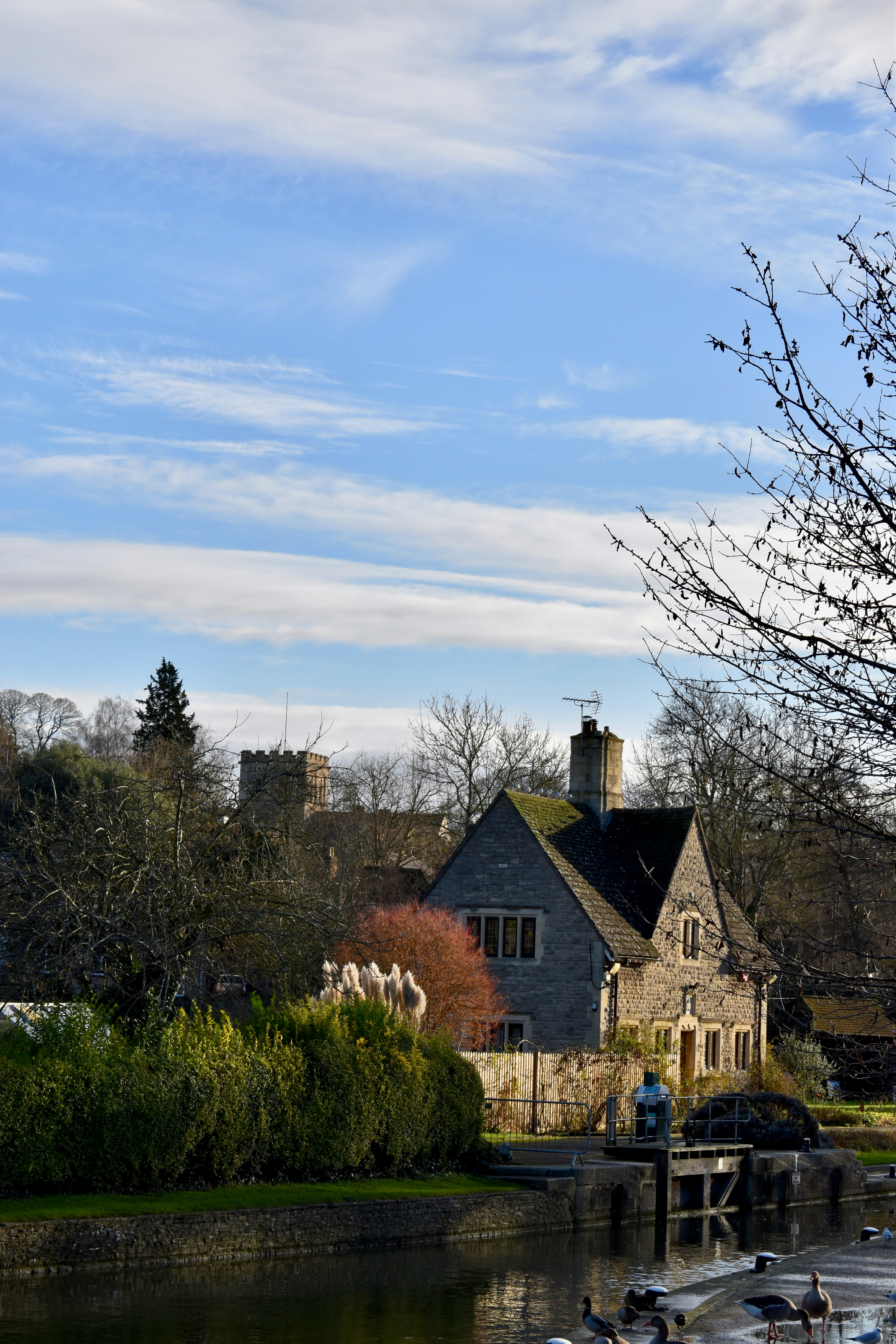 a flock of birds flying over a body of water