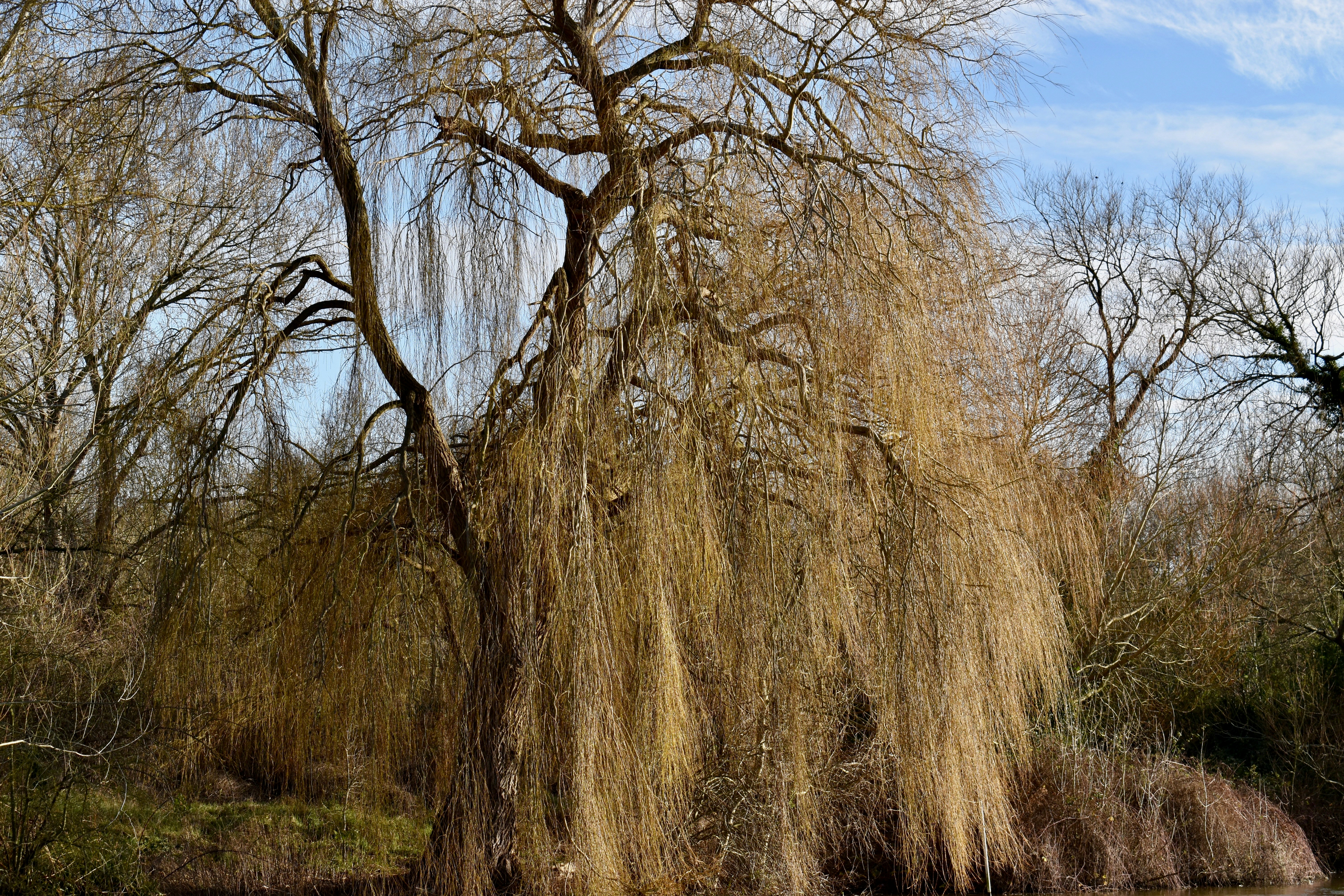 a large willow tree next to a body of water