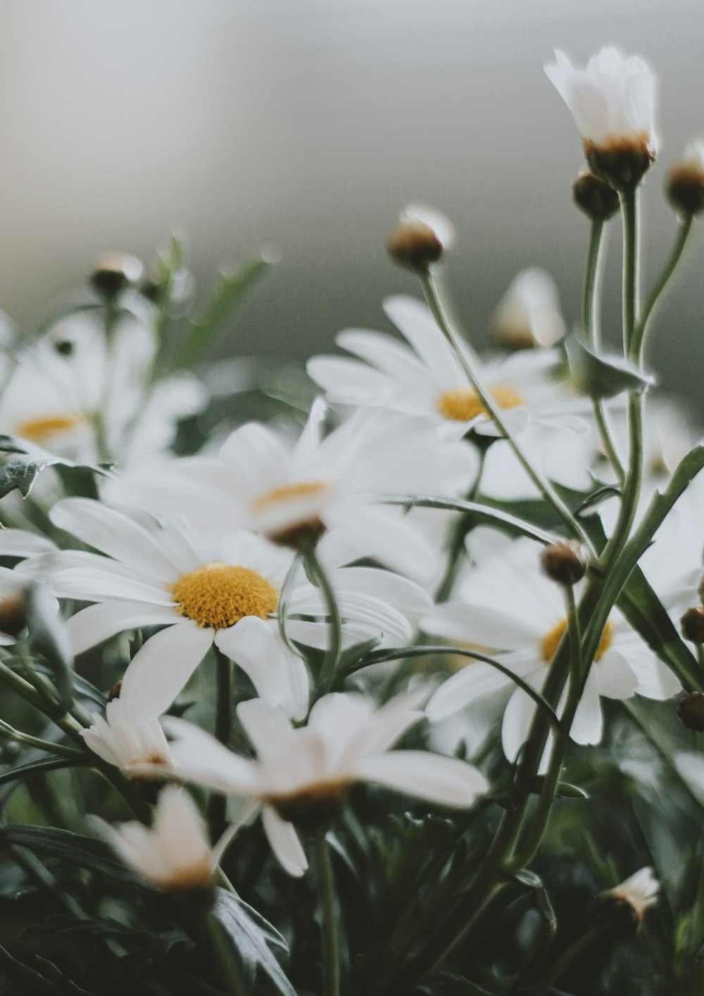 a bunch of white flowers with yellow centers