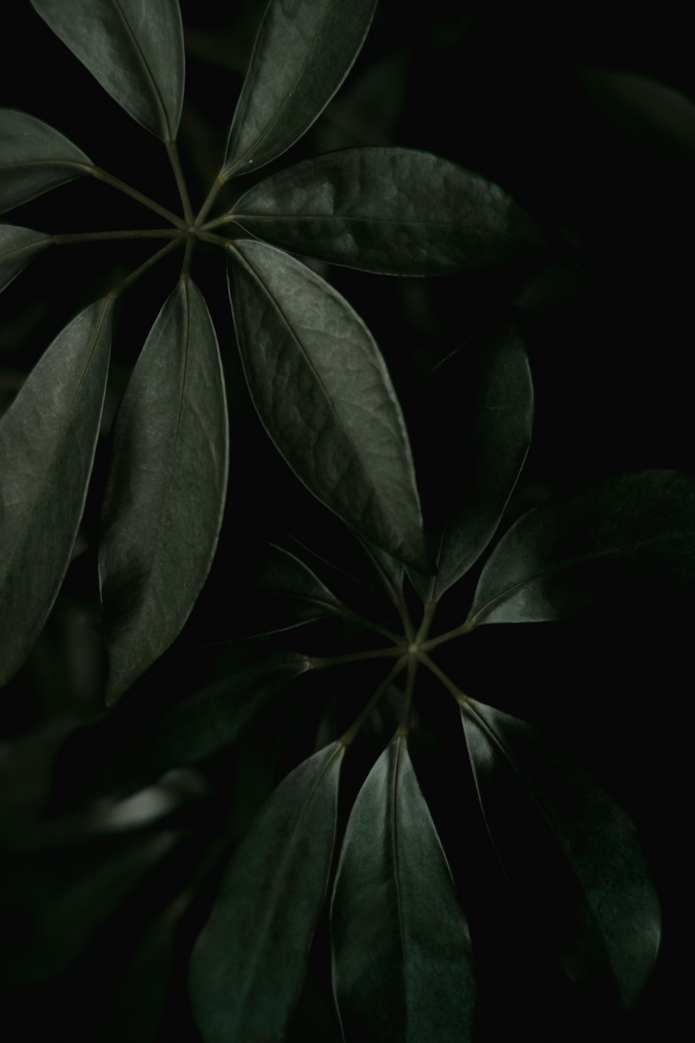 a close up of a plant with green leaves