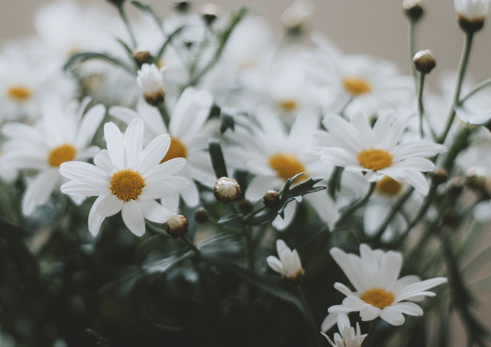 a close up of a bunch of white flowers