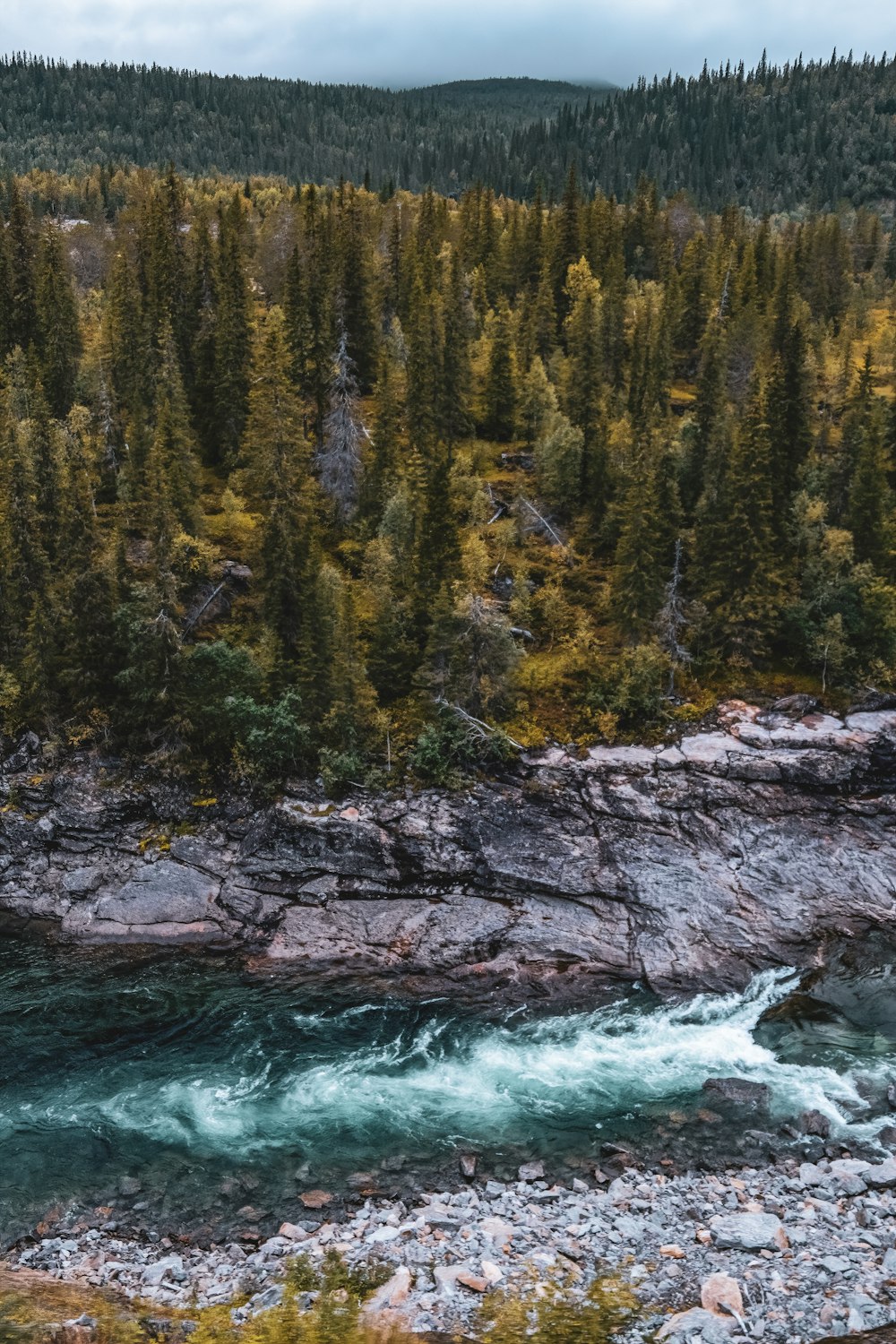 a river running through a lush green forest