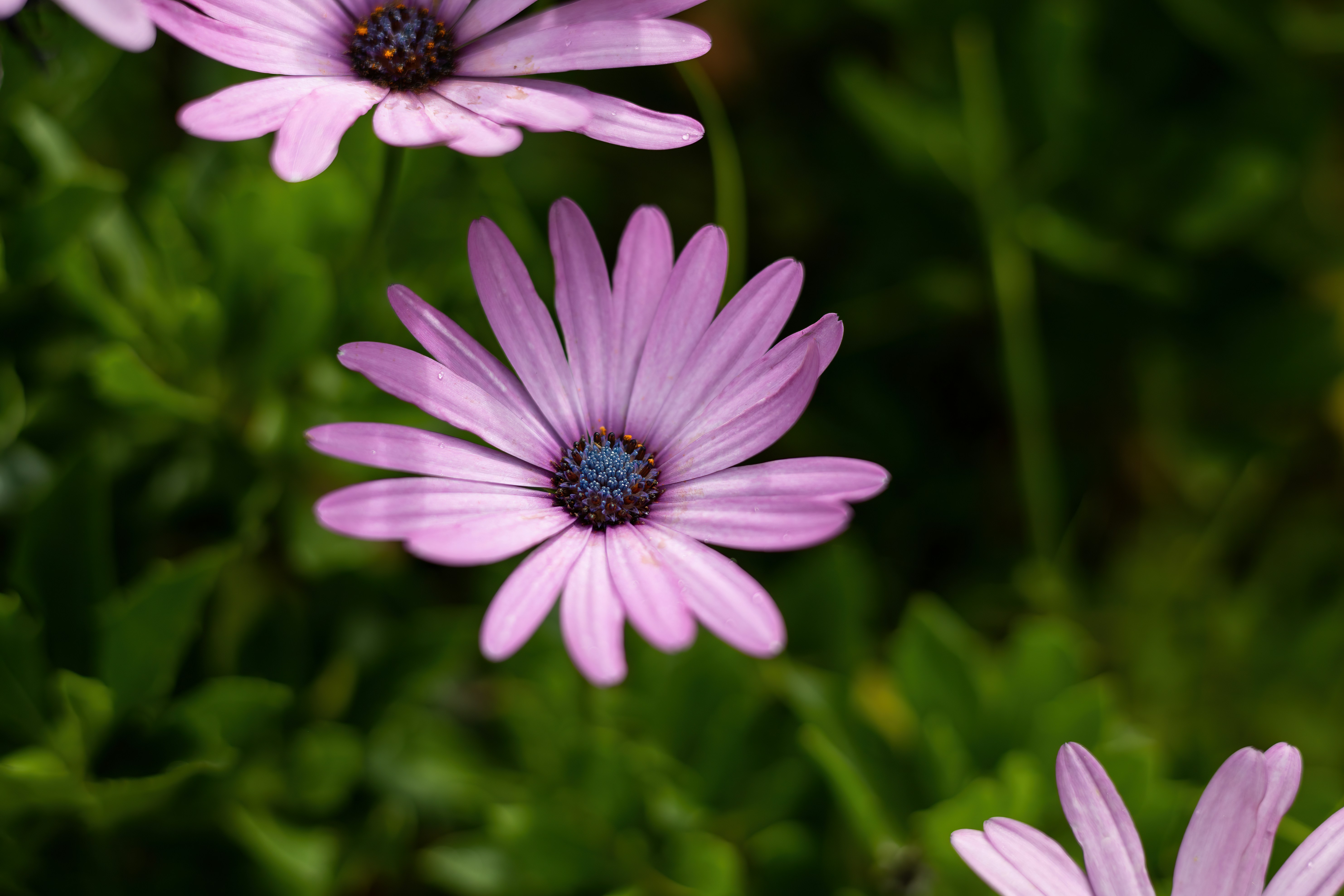 Check out the spring blooms, Best Things to Do in Australia in September