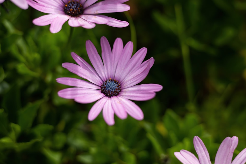 a group of purple flowers with green leaves