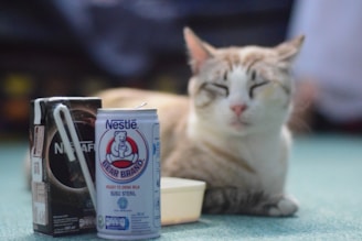 A relaxed cat with closed eyes is lying down beside two beverage containers. One appears to be a carton of Nescafé with a straw, and the other is a can of Nestlé Bear Brand milk. The background is softly out of focus, emphasizing the cat and the drinks.