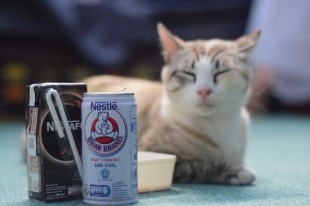A relaxed cat with closed eyes is lying down beside two beverage containers. One appears to be a carton of Nescafé with a straw, and the other is a can of Nestlé Bear Brand milk. The background is softly out of focus, emphasizing the cat and the drinks.