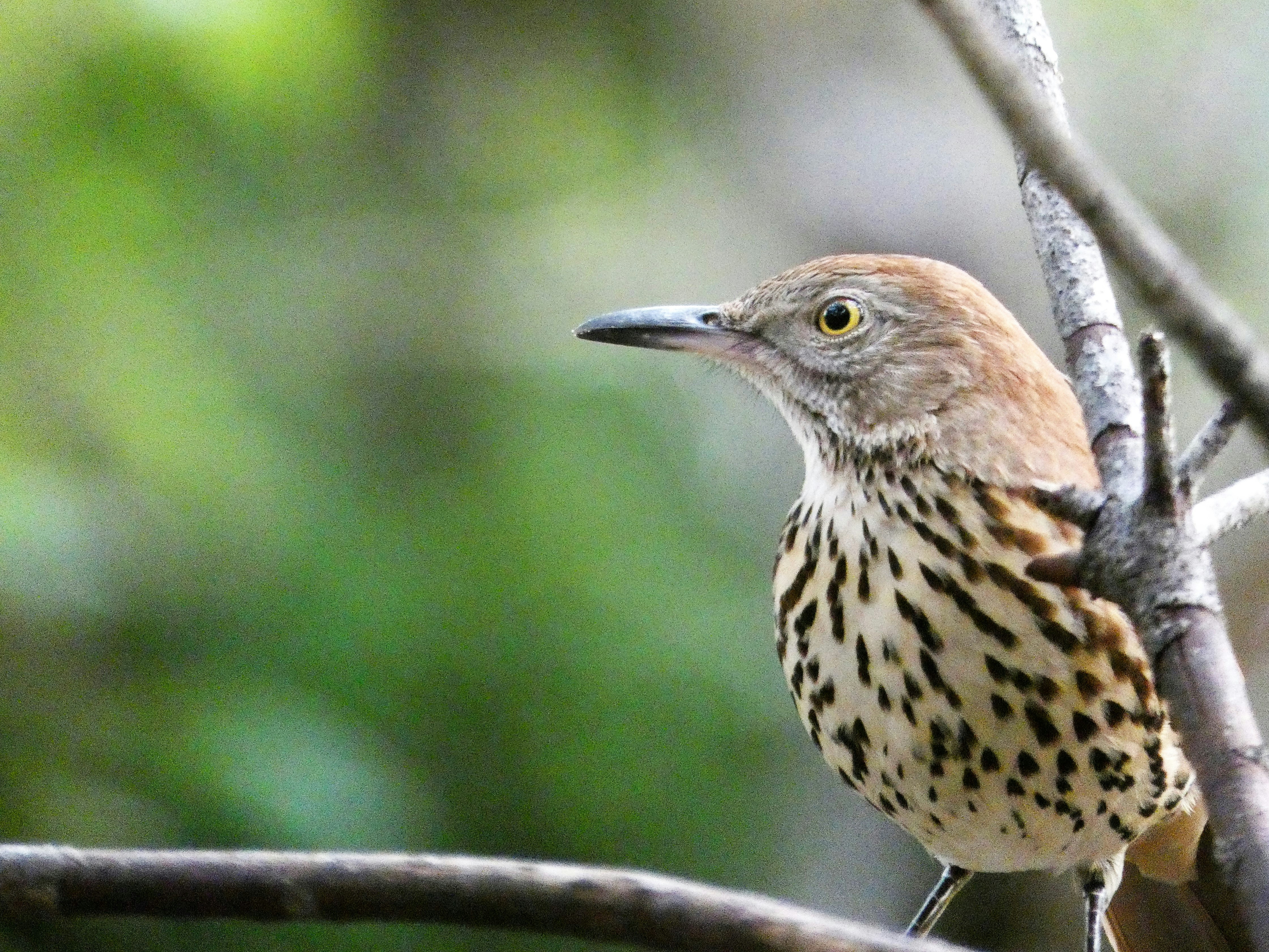 Photo by arkansas007