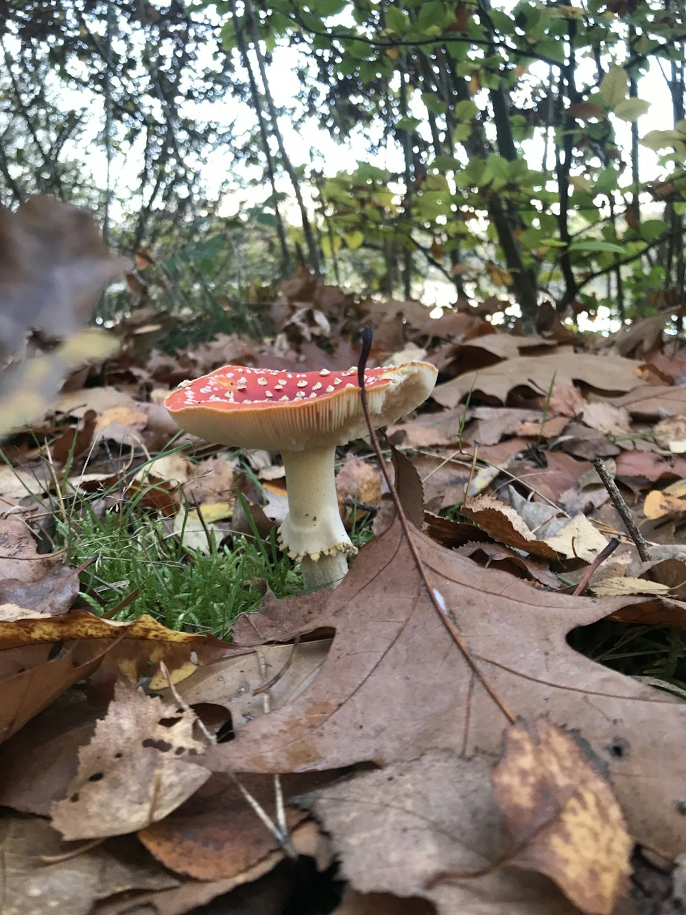 a small mushroom sitting on top of a pile of leaves