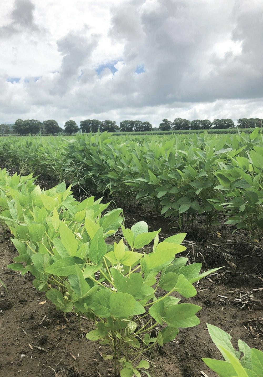 a field of green plants under a cloudy sky