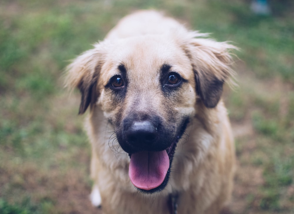 a brown dog standing on top of a lush green field