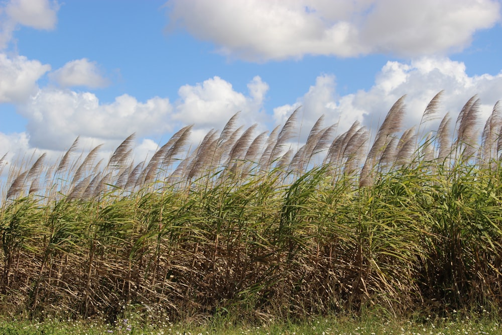 a bunch of tall grass blowing in the wind