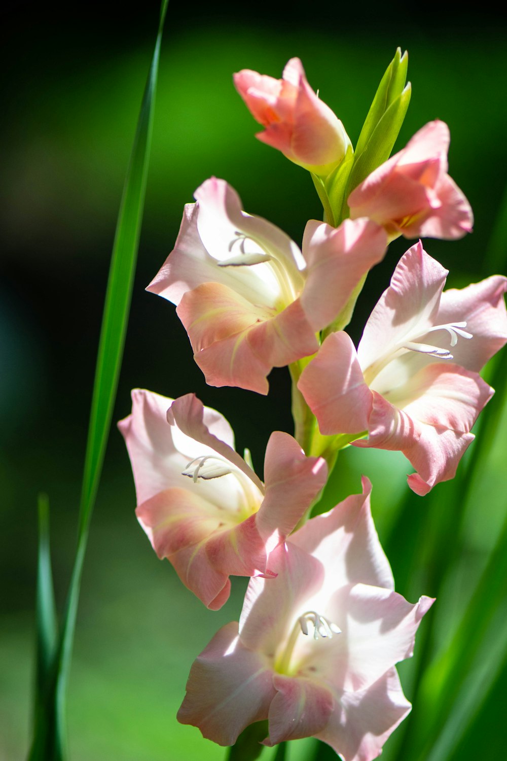 a close up of a pink flower with green stems