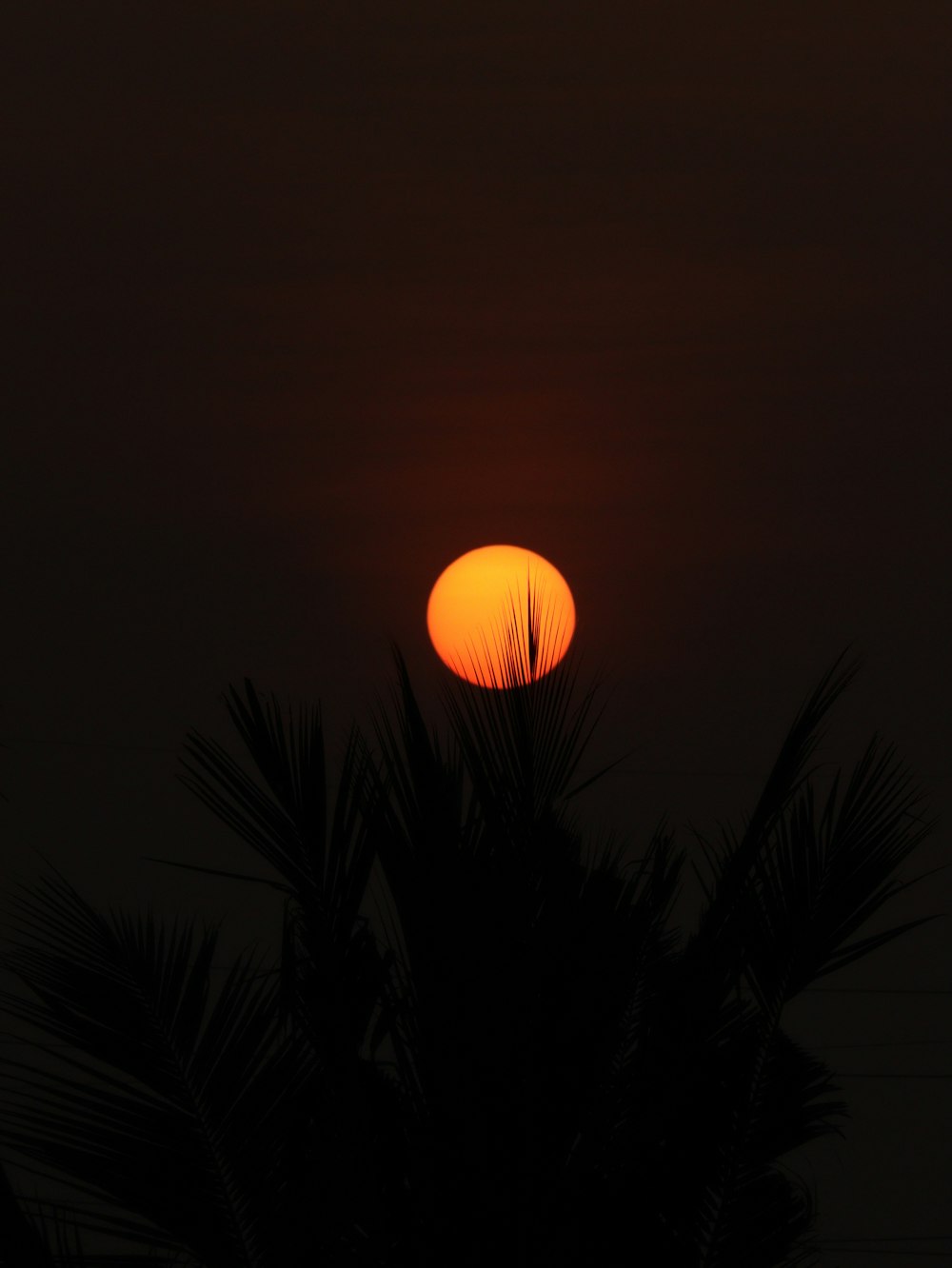the sun is setting behind a palm tree