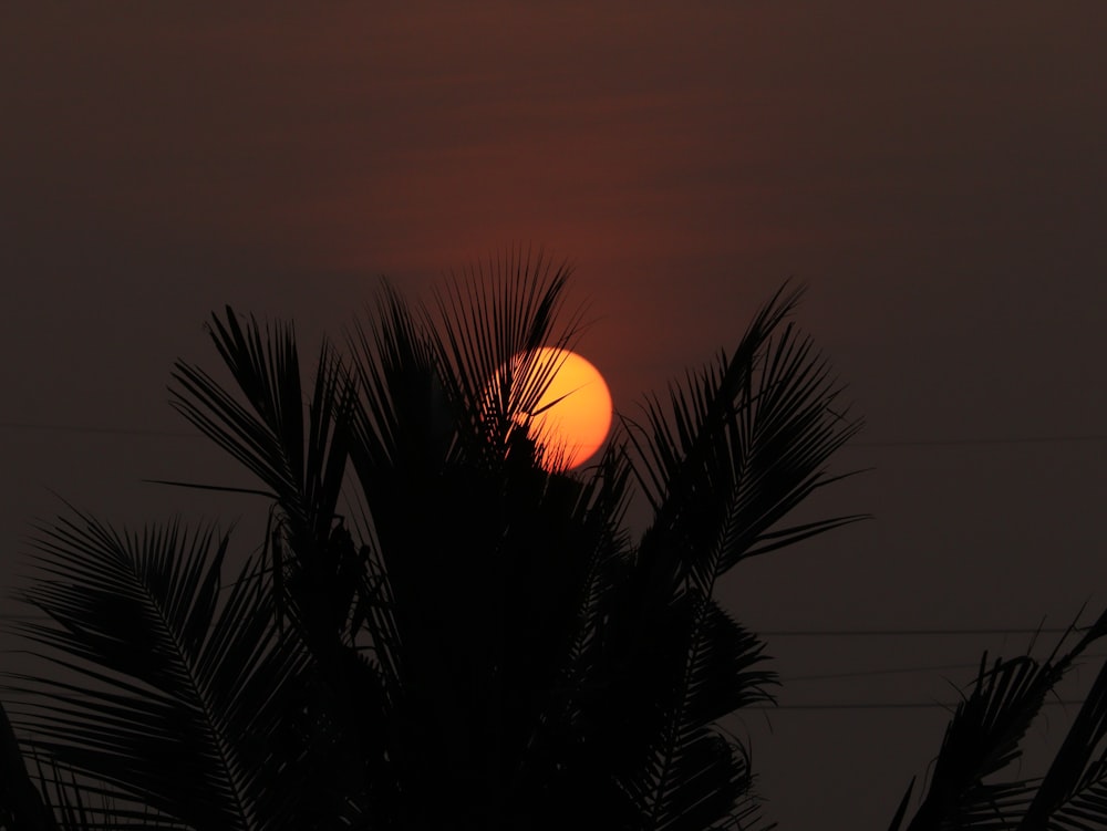 the sun is setting behind a palm tree