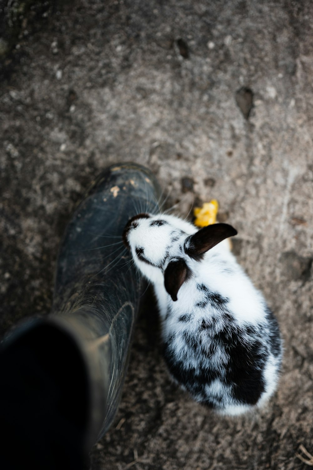 a black and white cat laying next to a bottle