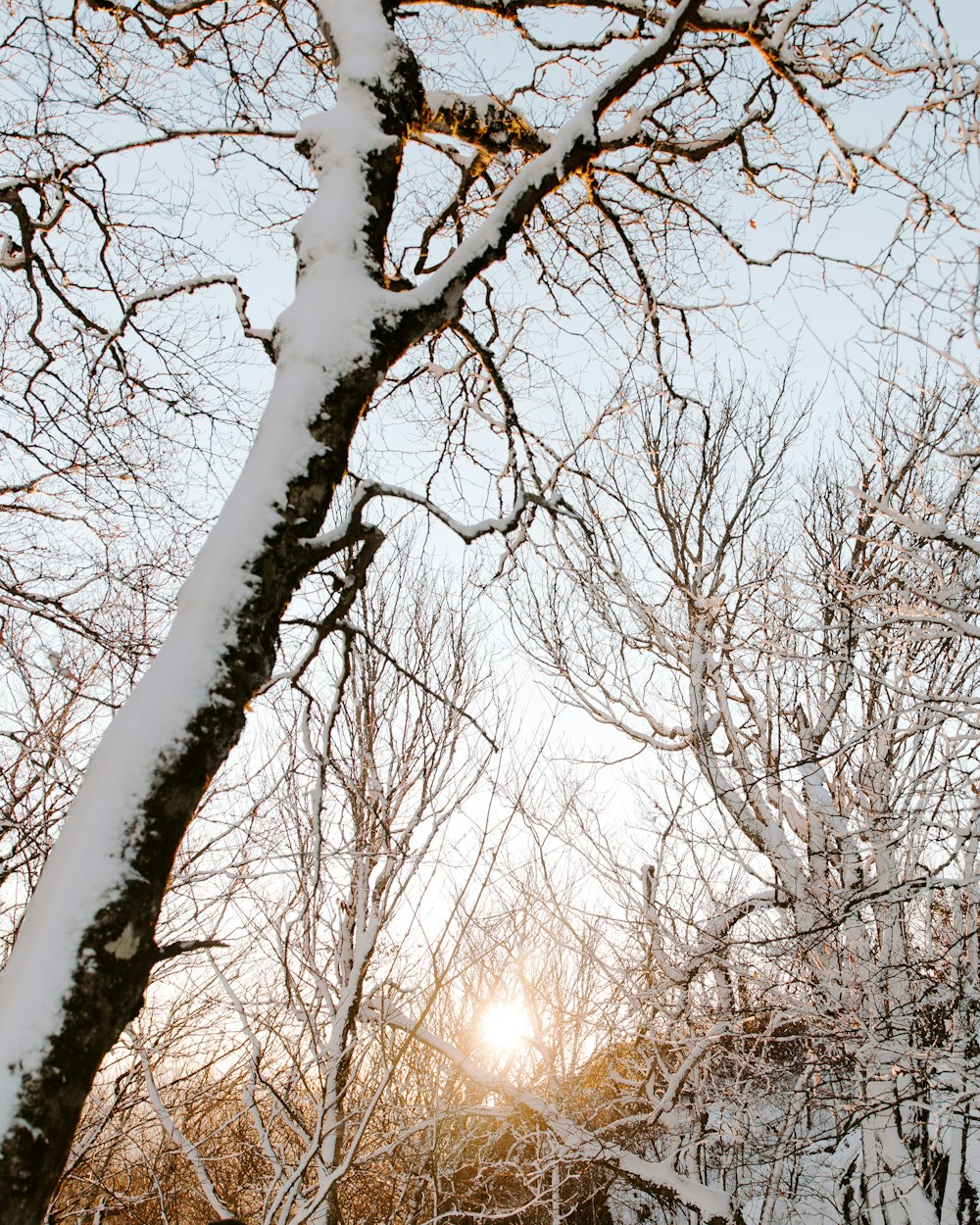 the sun is shining through the trees in the snow