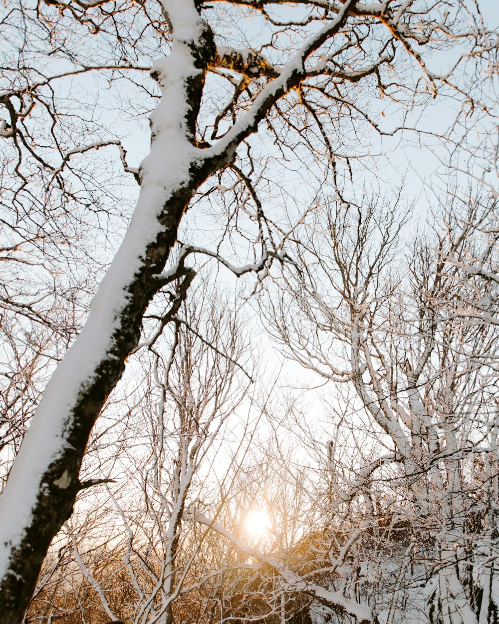 il sole splende tra gli alberi nella neve