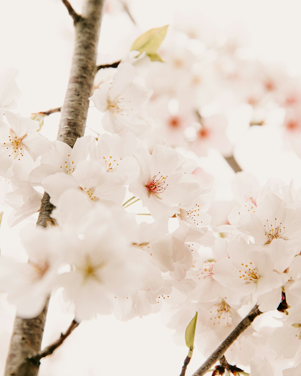 a close up of a tree with white flowers