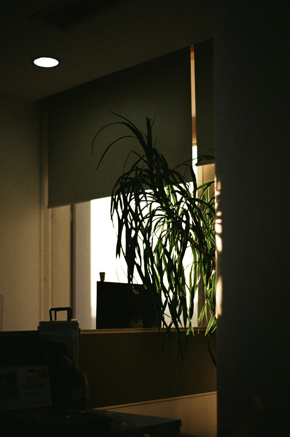 a potted plant sitting on top of a desk